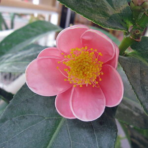 Ԗ ؂̕c/xgiցicoLjFnCh5|bg