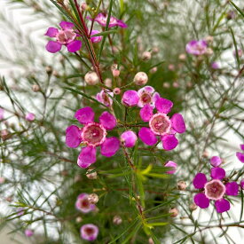 花木 庭木の苗/ワックスフラワー：パープルレイン5号鉢植え