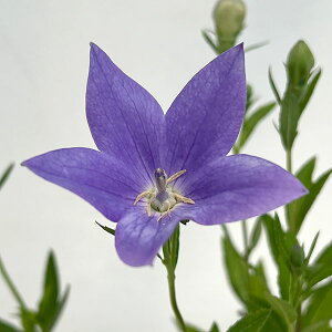 Ԃ̕c/LLEij[jFi݂Ƃނ炳j3.5-4|bg