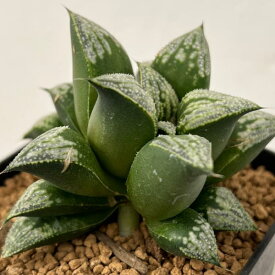 観葉植物/ハオルチア：交配シリーズ（古都姫葵F2×ティファニー実生） 3号鉢植え
