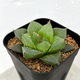 観葉植物/ハオルチア：ウェディングベル（オブツーサ交配美種）8cmスクエア鉢