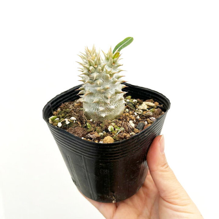 楽天市場】観葉植物/パキポディウム：恵比寿大黒（国内実生株）3.5号 