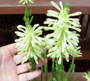 Ԗ ؂̕c/GJFZVt[4.5A