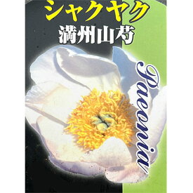 草花の苗/シャクヤク：満州山芍薬4号ポット