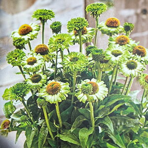 Ԃ̕c/GLiZAFTV[J[Y AbvO[3.5|bg