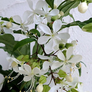 ���Ԃ̕c/[�I���Z�[��]�N�����f���h�����F�E�H���L�[3.5���|�b�g