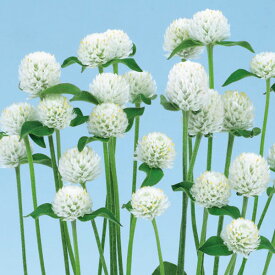 草花の苗/センニチコウ（千日紅）：ネオンホワイト3.5号ポット 3株セット