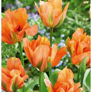 /`[bvid炫jFfBYj[hp 3iFOj(DE)