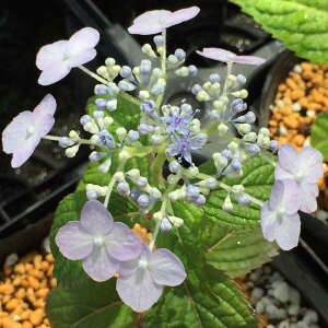 Ԗ ؂̕c/}AWTCFTCVEgEiϏBj4|bg