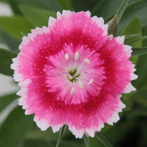 Ԃ̕c/ifVRi^jFIrAsReB?XJ[bg3|bg