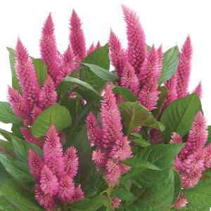 Ԃ̕c/ZVAFJtZNg@_sN3.5|bg