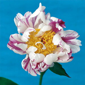 Ԃ̕c/VNNi䉖jFP 4|bg