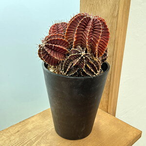 ϗtA/T{eFMmJLE@nCubh@524-01