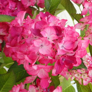 Ԗ ؂̕c/AWTCFbhGWFisNj3.5|bg