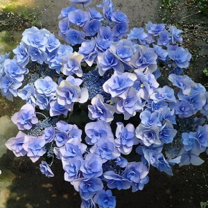 Ԗ ؂̕c/AWTCFtFA[ACiu[j 3.5|bg