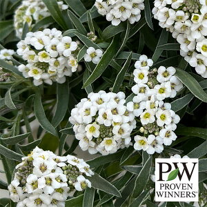 Ԃ̕c/X[p[AbTFACVNiCg3-3.5|bg