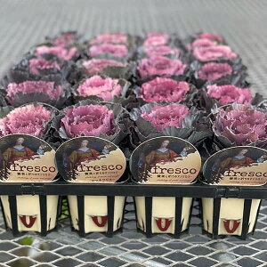 Ԃ̕c/n{^FtXR }lt3|bg