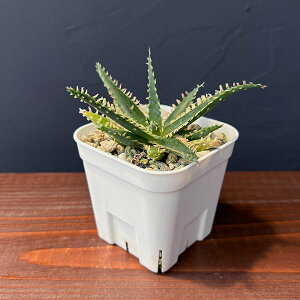 ϗtA/AGFJXeBjAG nCubg 324-05