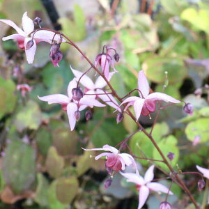 Ԃ̕c/CJ\EiGsfBEEjFsNGt@3.5|bg