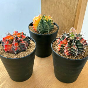 ϗtA/T{eFMmJLE@ꉲOсiq{^jVLj3A