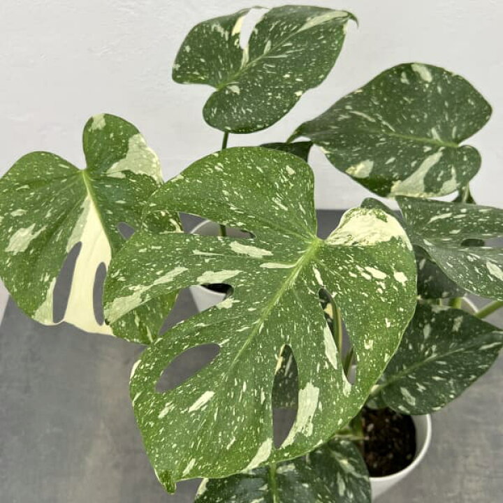 楽天市場】観葉植物/モンステラ：タイコンステレーション（散斑）4号鉢 