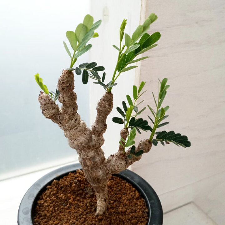 楽天市場】観葉植物/センナ：メリディオナリス 3号23-05 : 園芸ネット 