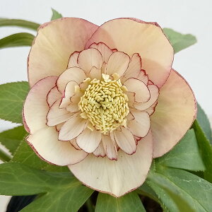 NX}X[YF*AvRbgI[PXg3|bg