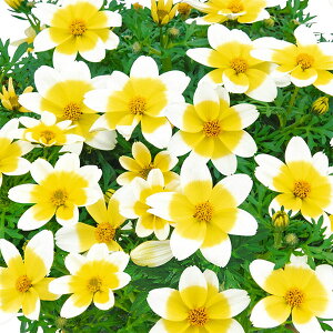 Ԃ̕c/rfXFLvt@C[EVbv3|bg