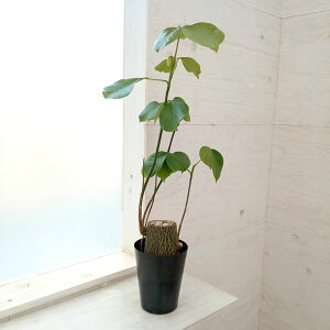 ϗtA/i킯jvZEh{obNXFGv`N 5A23-07