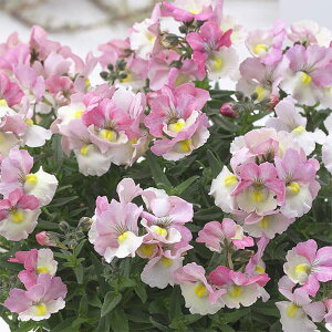 Ԃ̕c/lVAFRbgs[`3-3.5|bg