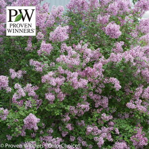 Ԗ ؂̕c/qCbNi킢CbNjFy_[5A 2Zbg