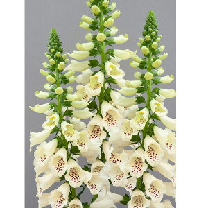 Ԃ̕c/WM^XitHbNXO[ujFhbeBN[3-3.5|bg