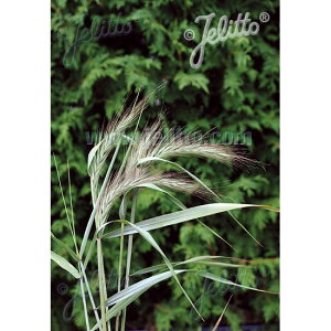 Ԃ̕c/GXFACV[u[3.5|bg 6Zbg