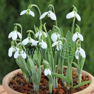 /Xm[hbvFd炫 4 3܃Zbg