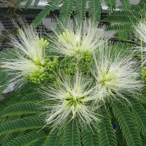 Ԗ ؂̕c/lmLF 3.5|bg