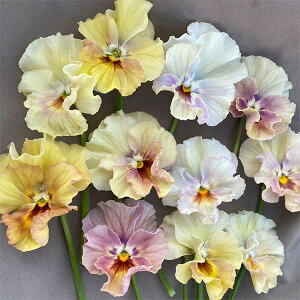 Ԃ̕c/pW[FyNA3.5|bg 6Zbg