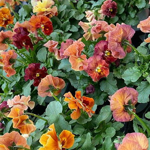 Ԃ̕c/pW[it炫jFVGuG@ubhIW3-3.5 12Zbg