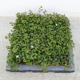 マット植物：プラティア・アングラータ（エクボソウ）とエコグリーンマット（30cm×30cm）のセット