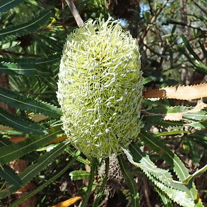 Ԗ ؂̕c/[UEt@[ZNg]oNVAFAGiEHoNVAj6A