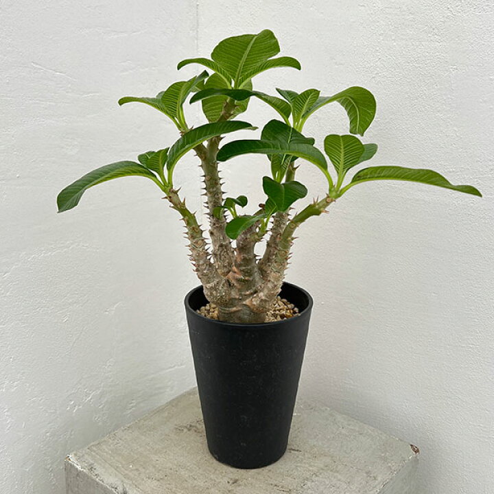 楽天市場】観葉植物/パキポディウム：ウィンゾリー（実生） 4号鉢植え 