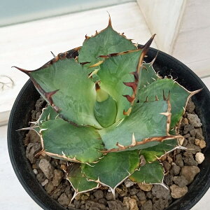 ϗtA/AKxF`^m^ oiis[ 5A23-01