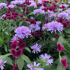 Ԃ̕c/AeiZgԉ΂ƗFTepIu[̊񂹐A3.5|bg 2Zbg