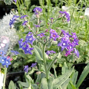 Ԃ̕c/AJlbg3|bg 12Zbg