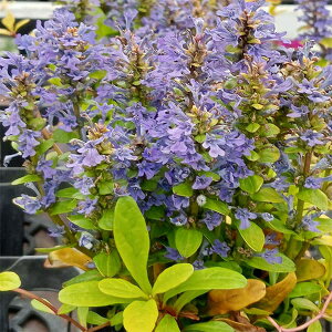 AWKFtFU[tY R[fBAJi[3.5|bg