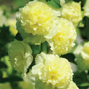 Ԃ̕c/AZAi^`AICjF`^[Y CG[3|bg