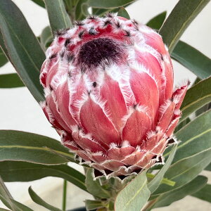 �Ԗ� ��؂̕c/�v���e�A�F���C�f�C 7�����A��