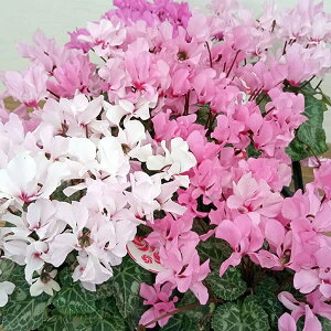 Ԃ̕c/VNFveB[iԐF܂j3.5|bg