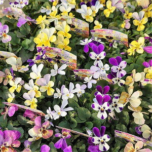 Ԃ̕c/rIFW[W3.5|bg 3Zbg