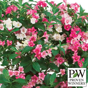 Ԗ ؂̕c/CQFgW[3.5|bg