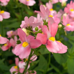 Ԃ̕c/lVAFt~S3-3.5|bg 3Zbg